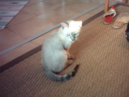 chat